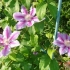 Clematis dr. Ruppel: sadzenie i pielęgnacja